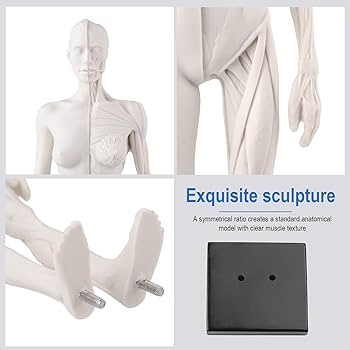 人体模型 AnatomyTools Female1:6Proportional figv2 AnatomyTools